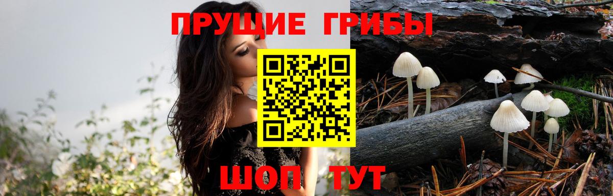 Галлюциногенные грибы MAGIC MUSHROOMS  Вход с VPN  наркота  Галлюциногенные грибы ЛСД  Волгодонск 